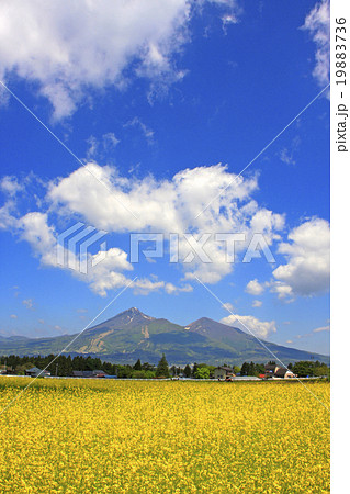 菜の花と磐梯山 19883736