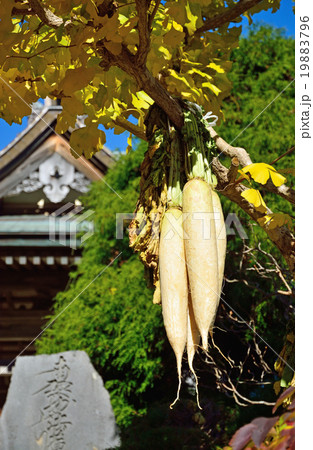 函館散歩:日蓮宗 妙心寺 函館散歩:日蓮宗 妙心寺 19883796