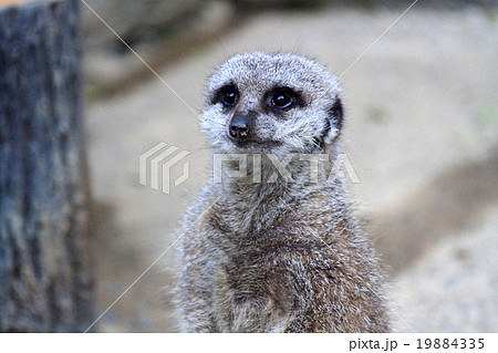 ミーアキャット ミーアキャット 19884335