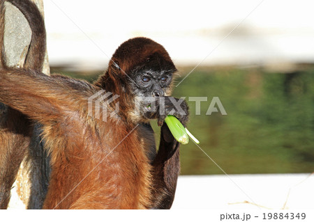 ジェフロイクモザル 19884349