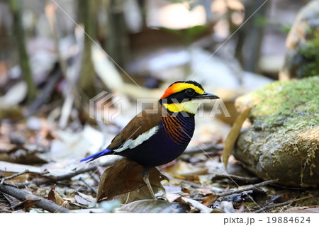 キマユシマヤイロチョウ 19884624