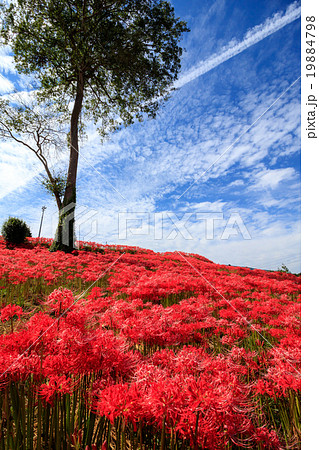 彼岸花畑の写真素材