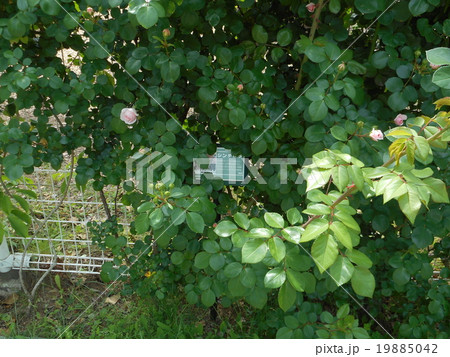 薔薇（シンデレラ） 19885042