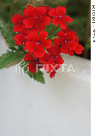 サンタンカ 19885304