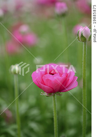 ラナンキュラスの花 19885875