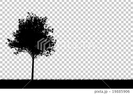 A young tree of maple 19885906