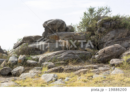 タンザニアのセレンゲティ国立公園 19886200
