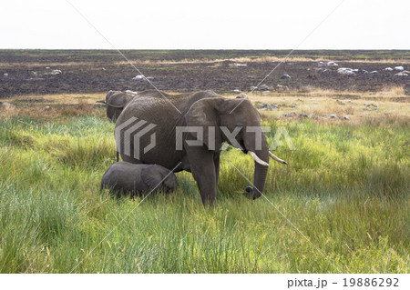 タンザニアのセレンゲティ国立公園 19886292