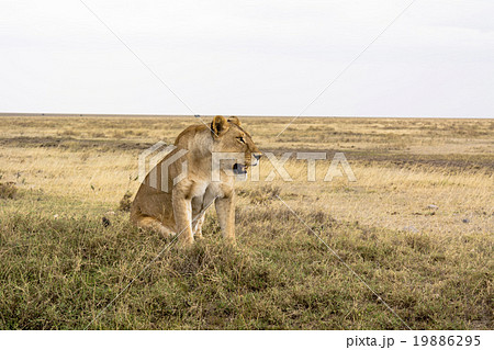タンザニアのセレンゲティ国立公園 タンザニアのセレンゲティ国立公園 19886295
