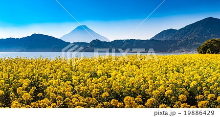 池田湖の菜の花と開聞岳‗真冬の12月下旬から2月上旬まで菜の花が楽しめる 19886429