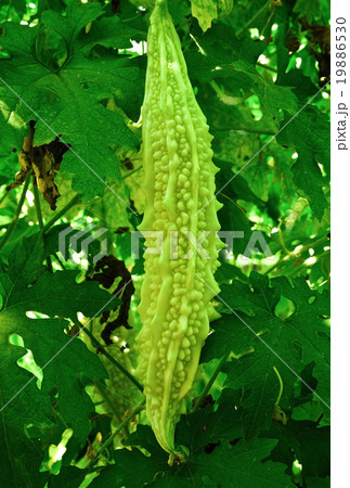 Bitter melon planted in Thailand 19886530