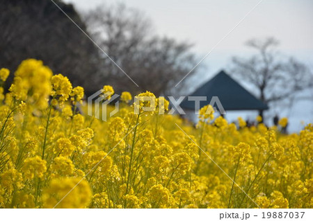 菜の花畑 19887037