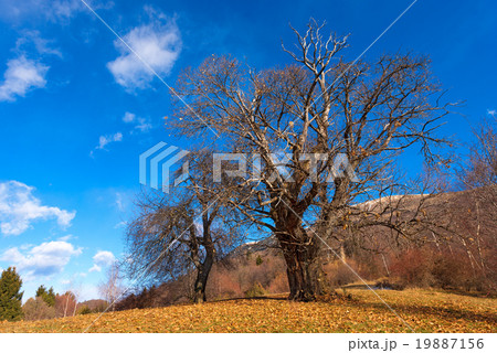 Chestnut Trees in Winter 19887156