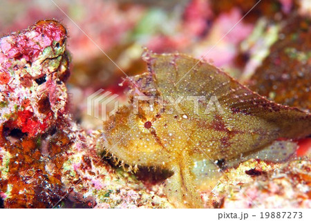 ハダカハオコゼ ハダカハオコゼ 19887273