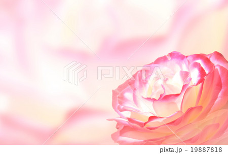 Banner with pink rose 19887818