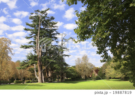 Lebanon cedars in park near to Chateau de Chenonceau castle, Fra Lebanon cedars in park near to Chateau de Chenonceau castle, Fra 19887819