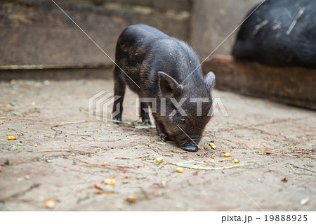 small pigs in the farm 19888925