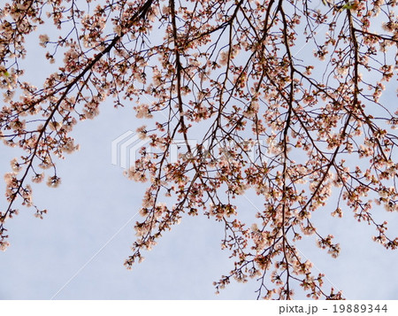 桜　2分咲き 19889344