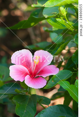 Beautiful pink flower in the garden. Cha-ba flower 19890055