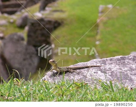 トカゲ(マチュピチュ) トカゲ(マチュピチュ) 19890250