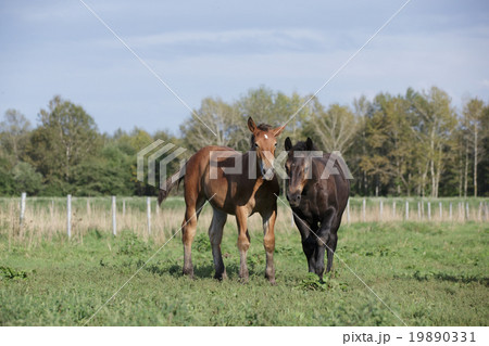 ばん馬の仔馬 19890331