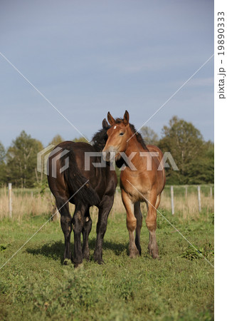 ばん馬の仔馬 19890333