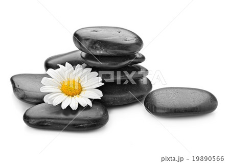 zen basalt stones and daisy 19890566