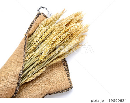 wheat 19890624