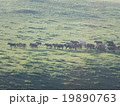 モンゴルの草原を走る馬 19890763
