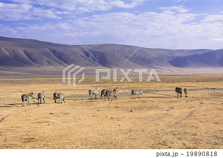 タンザニアのンゴロンゴロ保全地域 19890818