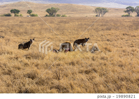 タンザニアのンゴロンゴロ保全地域 19890821
