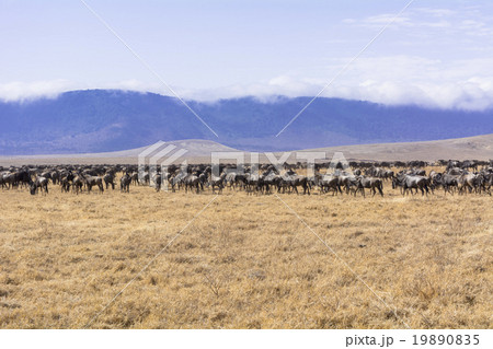 タンザニアのンゴロンゴロ保全地域 19890835