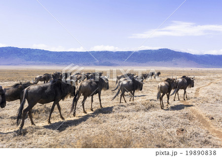 タンザニアのンゴロンゴロ保全地域 19890838