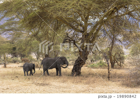 タンザニアのンゴロンゴロ保全地域 19890842