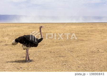 タンザニアのンゴロンゴロ保全地域 19890843