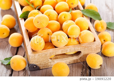 fresh apricots 19891220