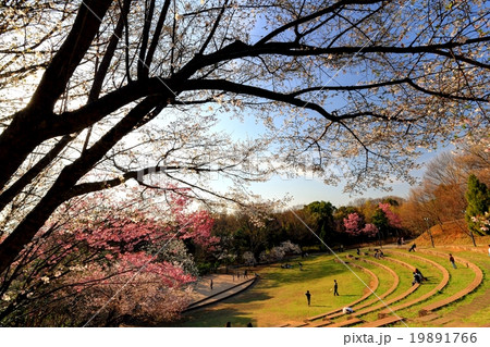 都筑中央公園の桜 都筑中央公園の桜 19891766