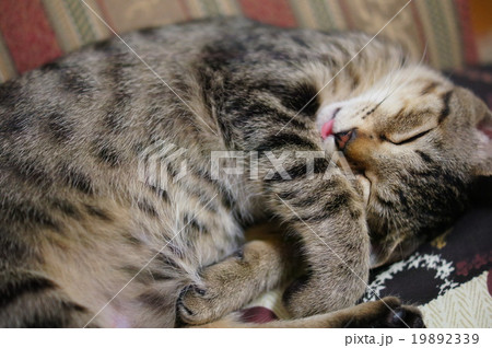 猫 19892339