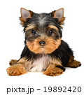 yorkshire terrier 19892420