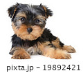 yorkshire terrier 19892421