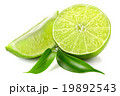 lime 19892543