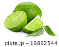 lime 19892544