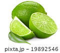 lime 19892546