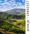 Tea plantations 19892557