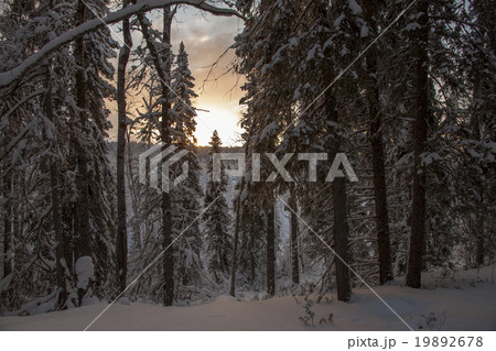 Winter forest with tall pine trees and sun. 19892678
