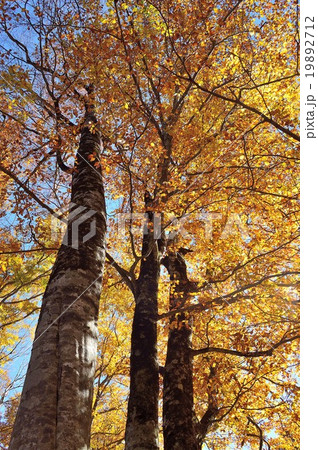 東北ブナの森の紅葉 東北ブナの森の紅葉 19892712