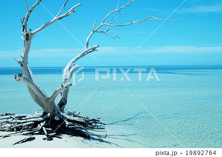 海と流木 海と流木 19892764