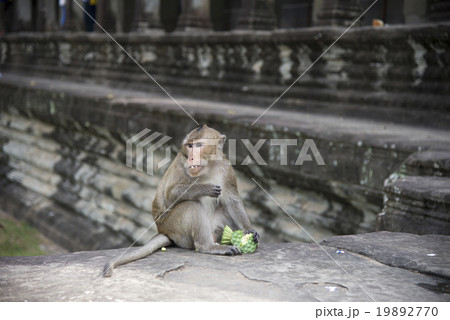 アンコール遺跡 アンコール・ワット アンコールワット 19892770