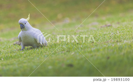 Cockatoo in Botanic garden of Sydney Australia 19893100