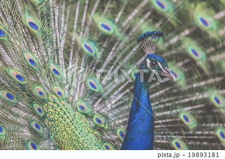 Portrait of beautiful peacock with feathers out Portrait of beautiful peacock with feathers out 19893181